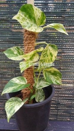 Tower Plants