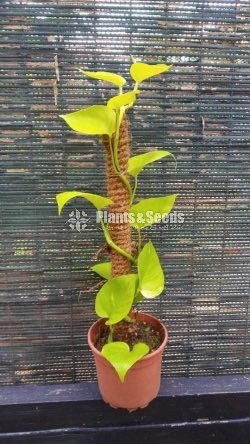 Tower Plants