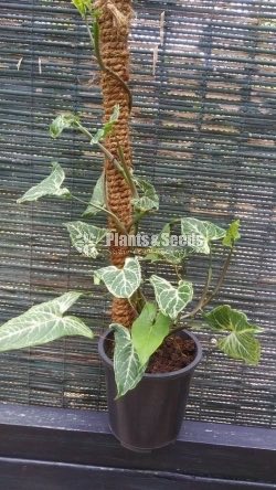 Tower Plants