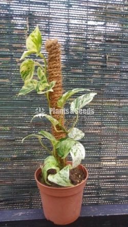 Tower Plants