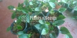 Anthurium 