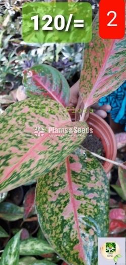 Aglaonema Outdoor Plants
