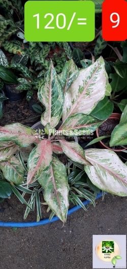 Aglaonema Outdoor Plants