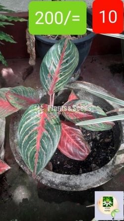 Aglaonema Outdoor Plants