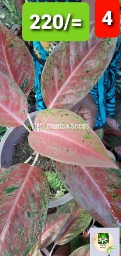 Aglaonema Outdoor Plants