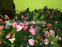 Lady Jane Anthurium Package