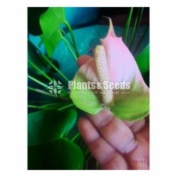 Lady Jane Anthurium Package
