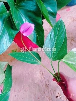 Lady Jane Anthurium Package