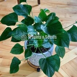 Homalomena  Outdoor plants