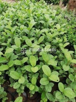 (Bud) Fruiit Plants