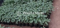  (Bud) Fruiit Plants