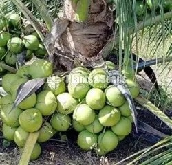  (Bud) Fruiit Plants