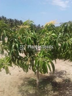  (Bud) Fruiit Plants