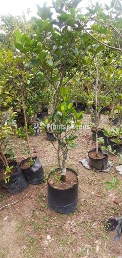  (Bud) Fruiit Plants