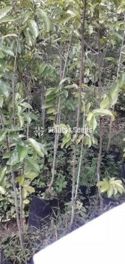  (Bud) Fruiit Plants