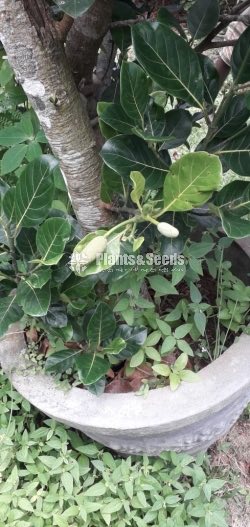  (Bud) Fruiit Plants