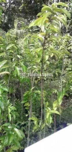  (Bud) Fruiit Plants