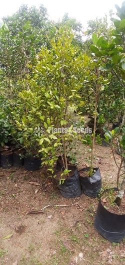  (Bud) Fruiit Plants
