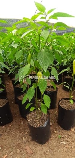  (Bud) Fruiit Plants