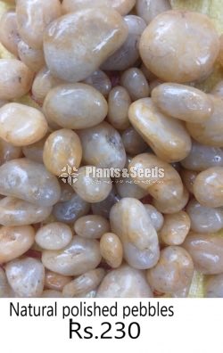 Natural Polished Pebbles