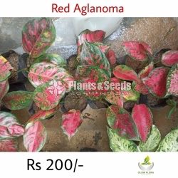 Aglaonema Outdoor Plants
