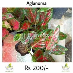 Aglaonema Outdoor Plants