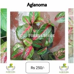 Aglaonema Outdoor Plants