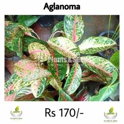 Aglaonema Outdoor Plants