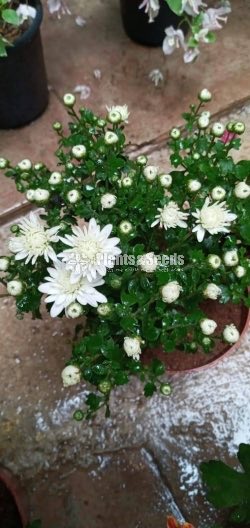 Kapuru(Pot)