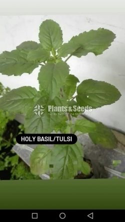 Basil - Ayurvedic Plants