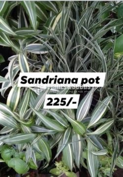Sandriyana Pot