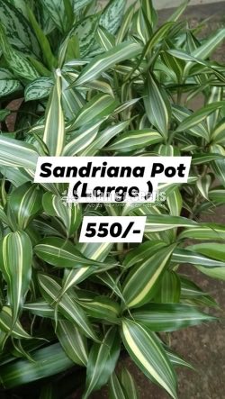 Sandriyana Pot