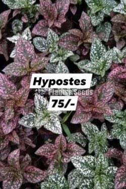 Hypostes (Dot Plant)