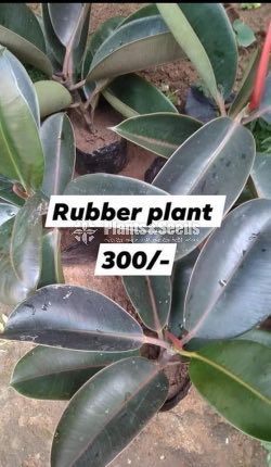 Rubber Plants