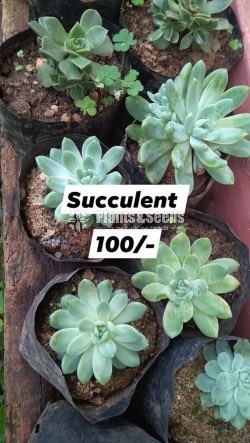 Succulent Plants 