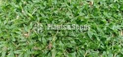 All kind of Grasses and Landscaping