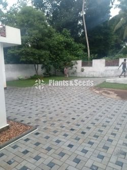All kind of Grasses and Landscaping