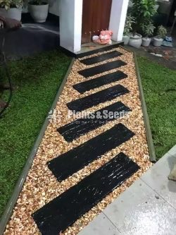 All kind of Grasses and Landscaping