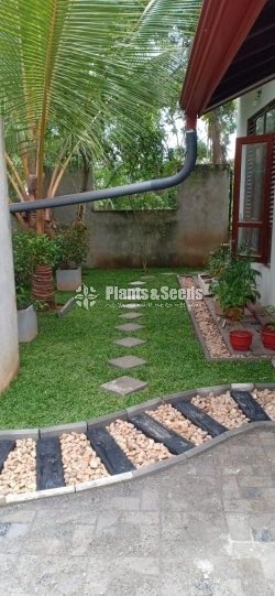 All kind of Grasses and Landscaping