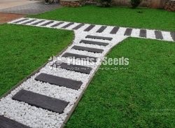 All kind of Grasses and Landscaping