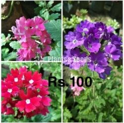 Verbena 