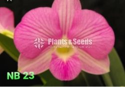 Thailand Dendrobium Orchids