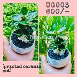 Ornamental Plants