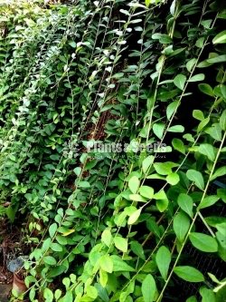 Curtain Creeper Plant - Jiffy Plants