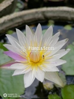 Water Plant