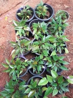 Robino Anthurium