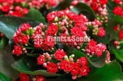 Kalanchoe(Kalanchi)