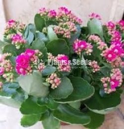 Kalanchoe(Kalanchi)