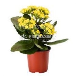 Kalanchoe(Kalanchi)