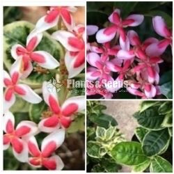 Ixora